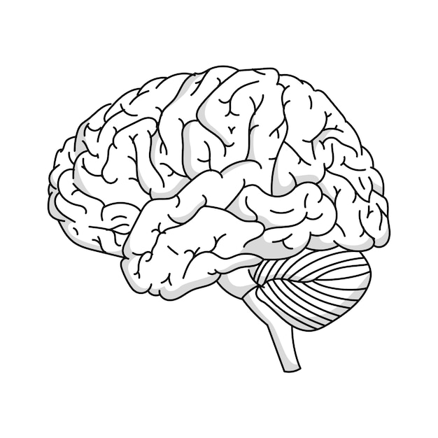 Free PSD brain outline illustration