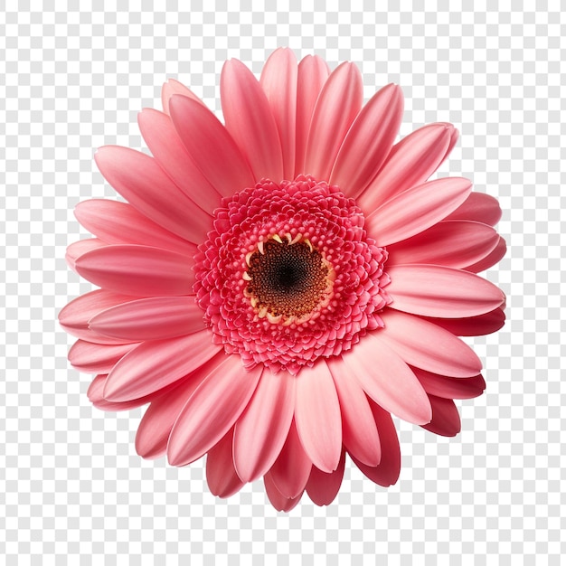 Free PSD gerbera daisy flower png isolated on transparent background