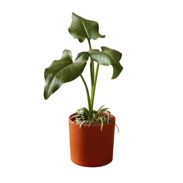 Free PSD indoor plant isolated