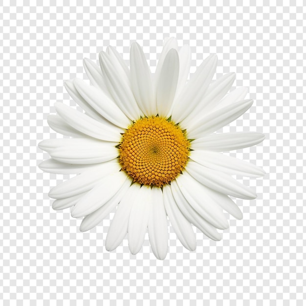 Free PSD oxeye flower isolated on transparent background