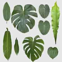 Free PSD set of tropical leaves on transparent background