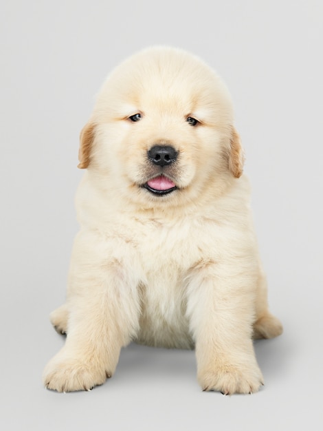Free PSD portrait of an adorable golden retriever puppy