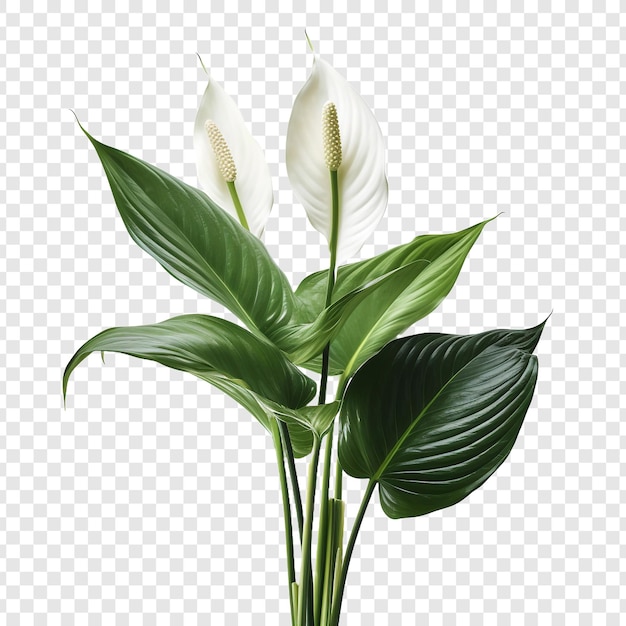 Бесплатный PSD Лилия мира spathiphyllum wallisii цветок png изолирован на прозрачном фоне