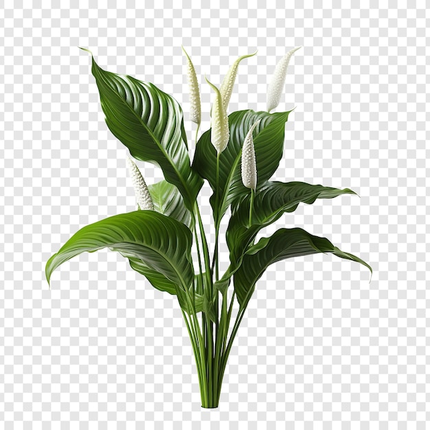 Free PSD peace lily spathiphyllum wallisii flower png isolated on transparent background