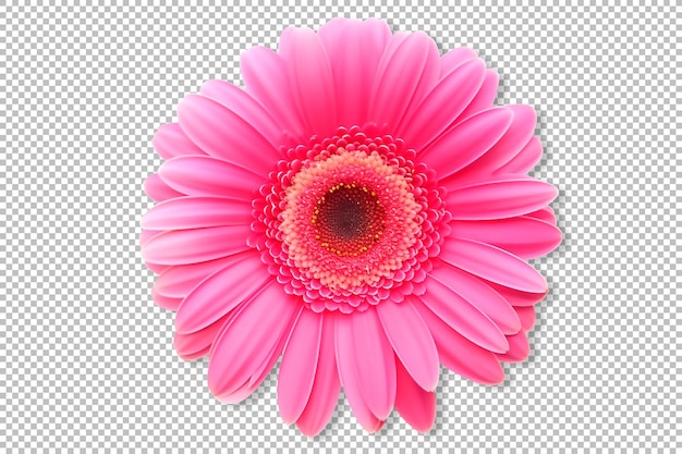 Free PSD pink daisy flower isolated on transparent background