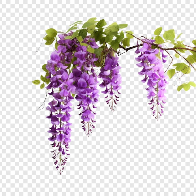 Free PSD wisteria flower png isolated on transparent background