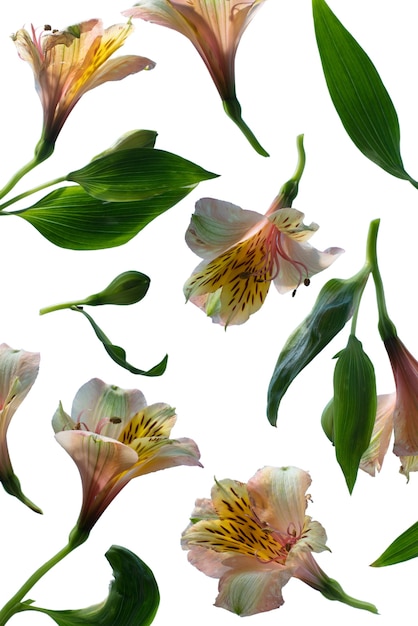 Бесплатный PSD Вид на красивый цветущий цветок лилии