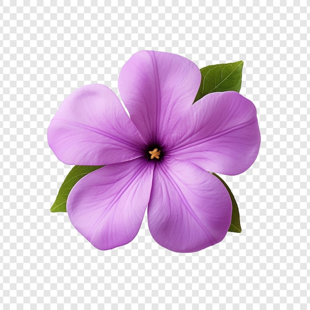 Free PSD vinca flower isolated on transparent background