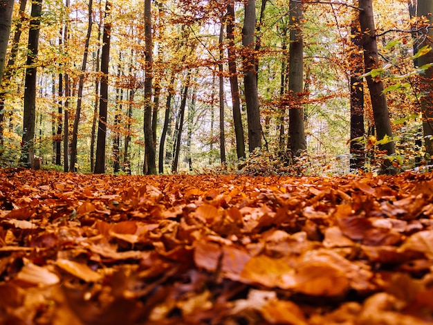 Photo gratuite beaucoup de feuilles d'érable d'automne sèches tombées sur le sol entouré de grands arbres