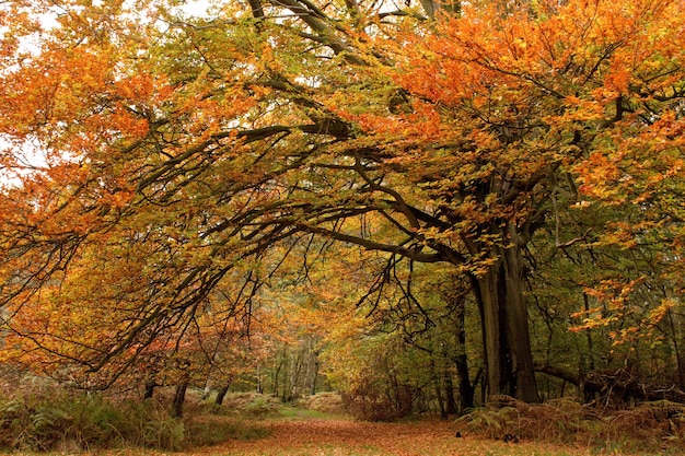 Photo gratuite belle photo d'arbres aux feuilles colorées dans une forêt d'automne