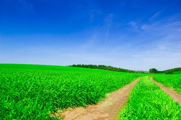 Photo gratuite chemin de terre dans un champ vert