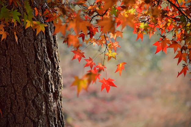 Photo gratuite close-up d'un tronc d'arbre avec des feuilles aux couleurs chaudes