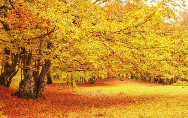 Photo gratuite collection de belles feuilles d'automne colorées