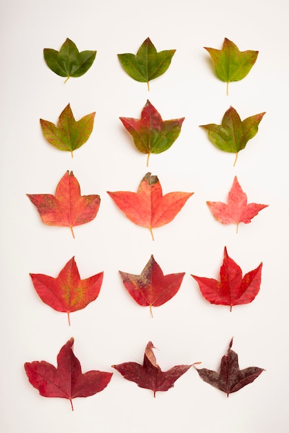 Photo gratuite collection de vue de dessus du concept de feuilles d'automne