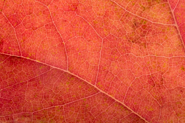 Photo gratuite concept de feuille d'automne coloré gros plan
