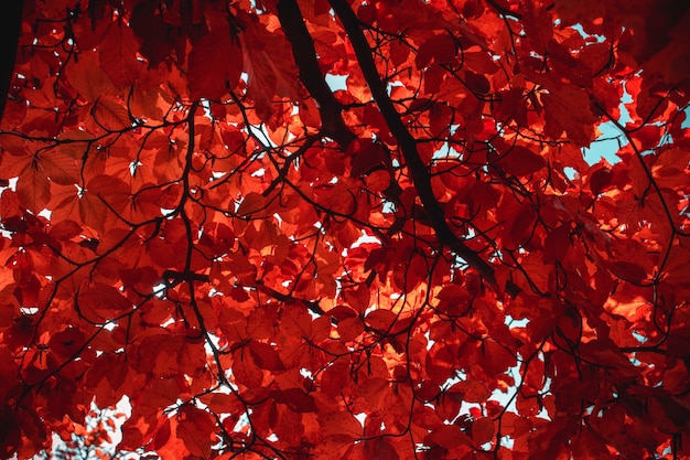 Photo gratuite Érable aux feuilles d'automne orange