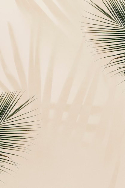 Photo gratuite feuilles de palmier fraîches sur fond beige
