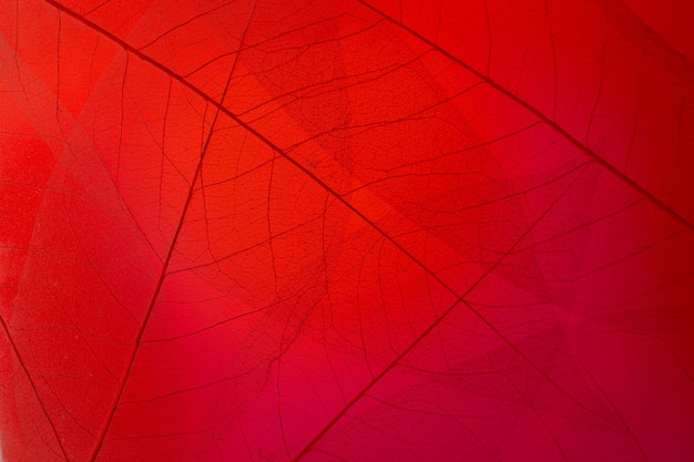 Photo gratuite feuilles transparentes à plat avec lumière rouge