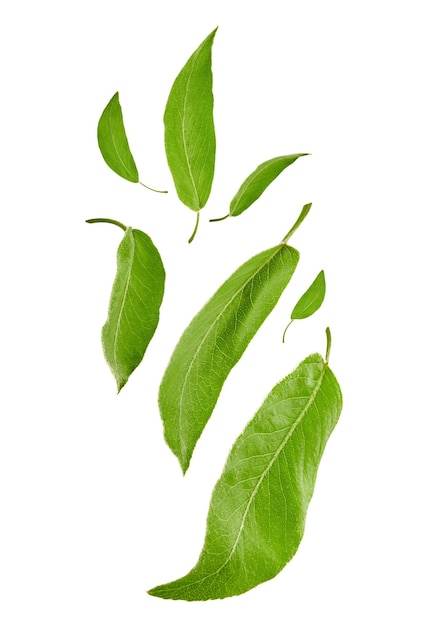 Photo gratuite feuilles vertes fraîches volantes de prunier ou de thé, isolées sur fond blanc. concept de lévitation des feuilles. motif botanique, collage. gros plan, copiez l'espace
