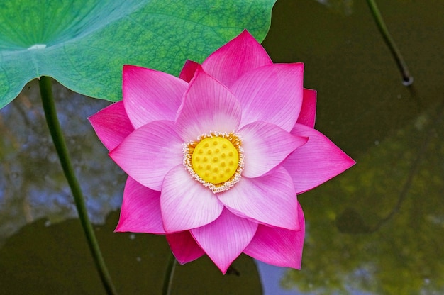 Photo gratuite fleur lilas dans l'eau