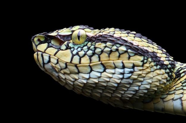 Photo gratuite gros plan sur la tête de gros plan de serpent vipère wagleri sur le serpent wagleri de belle couleur