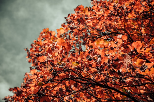 Photo gratuite gros plan d'un arbre avec des feuilles d'oranger et un ciel nuageux flou en arrière-plan