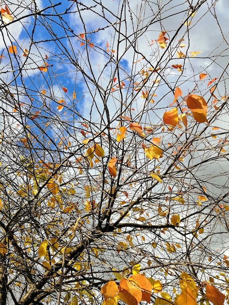 Photo gratuite low angle view of feuilles colorées sur les branches d'arbres sous la lumière du soleil et un ciel nuageux