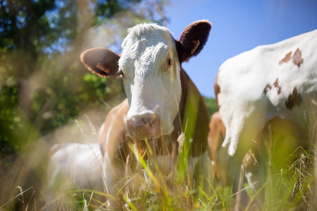 Photo gratuite troupeau de vaches produisant du lait pour le fromage gruyère en france au printemps