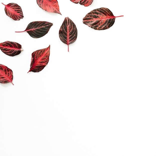 Photo gratuite vue d'angle élevé des feuilles rougeâtres sur fond blanc