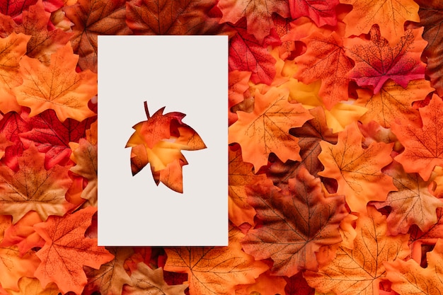 Photo gratuite vue de dessus des formes de feuilles d'automne