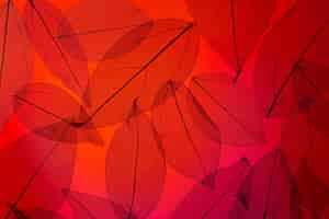 Photo gratuite vue de dessus feuilles transparentes avec lumière rouge