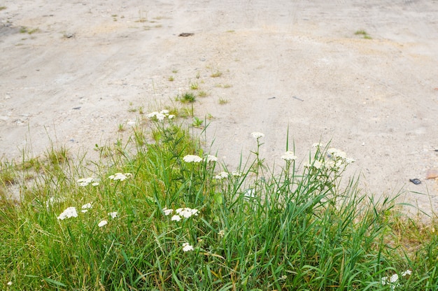 Photo gratuite vue de dessus des herbes avec des fleurs sur un sol sablonneux