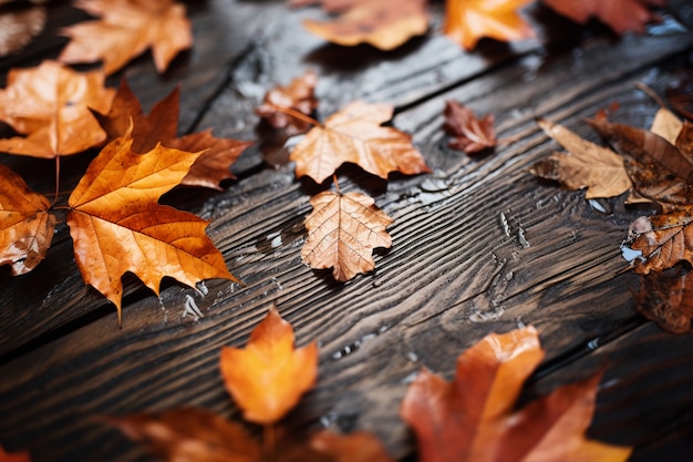 Photo gratuite vue des feuilles d'automne sèches