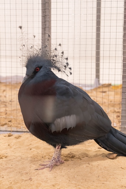 Photo gratuite victoria a couronné le pigeon dans la ferme