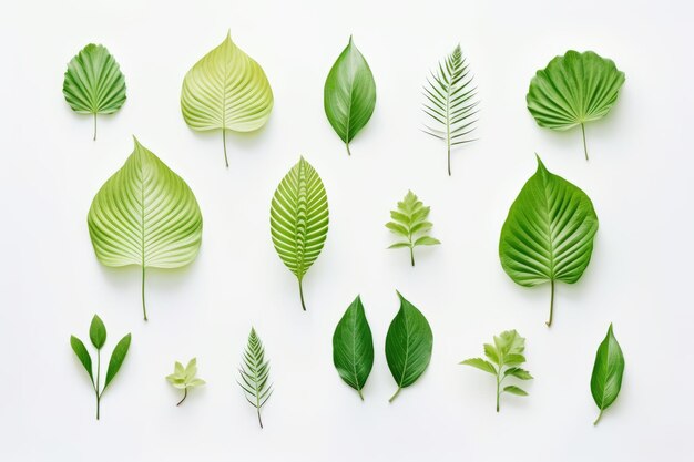 Photo composition harmonieuse des feuilles vertes artisanalement disposées célèbrent la beauté de la nature dans un style minimaliste