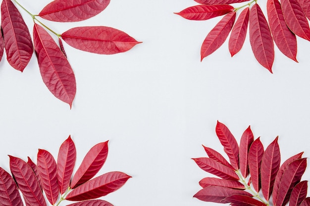 Photo close-up de feuilles d'érable sur un fond blanc