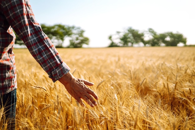 Photo agriculteur marchant dans le champ en vérifiant la récolte de blé germes de blé dans la main des agriculteurs