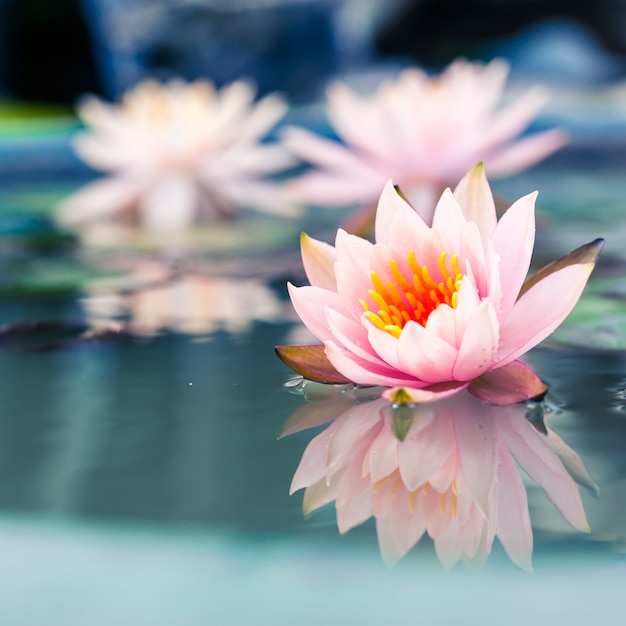 Photo beau nénuphar rose ou fleur de lotus dans l'étang