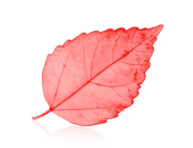 Photo un gros plan d'une feuille d'érable rouge sur un fond blanc