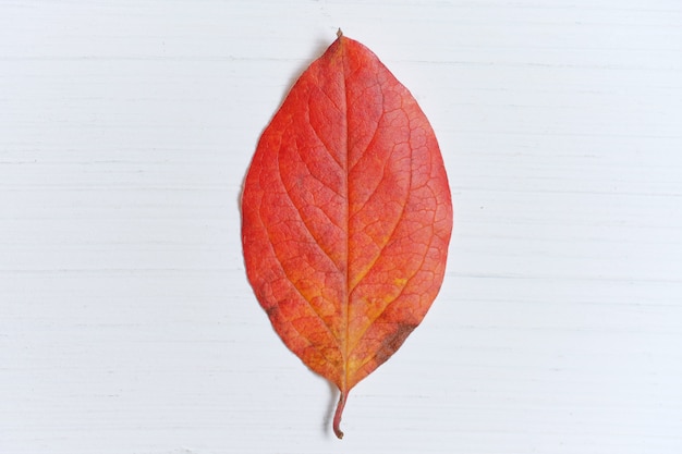 Photo feuille rouge d'automne sèche sur fond en bois blanc