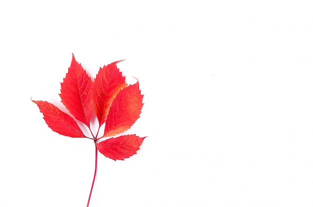 Photo feuilles d'automne rouge sur une surface blanche