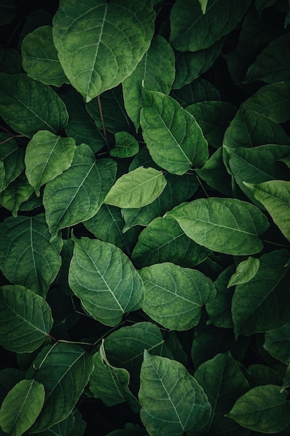 Photo feuilles de plantes vertes dans la nature au printemps fond vert