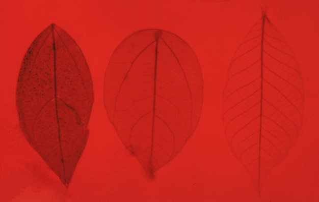 Photo feuilles transparentes de couleur automne sur fond rouge
