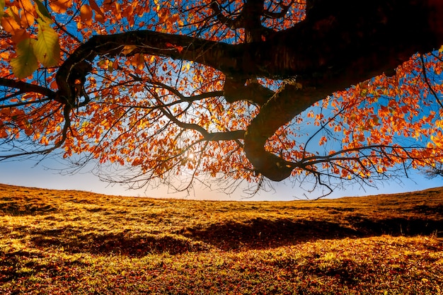 Photo paysage d'automne coloré