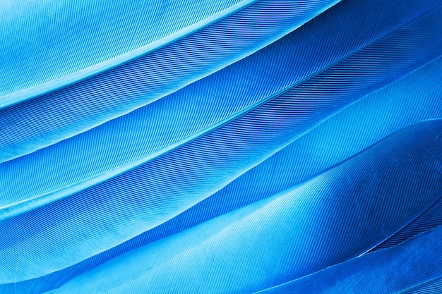 Photo texture de plume bleue