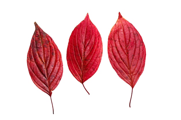 Photo trois feuilles rouges d'automne isolé sur fond blanc