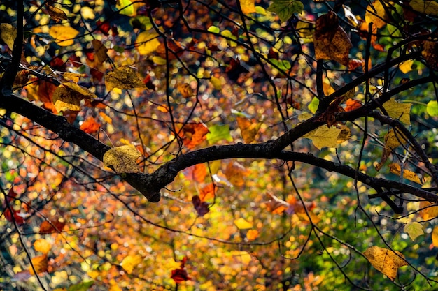 Photo vue d'un arbre dans la forêt sous un angle bas en automne