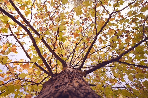 Photo vue à faible angle de l'arbre dans la forêt