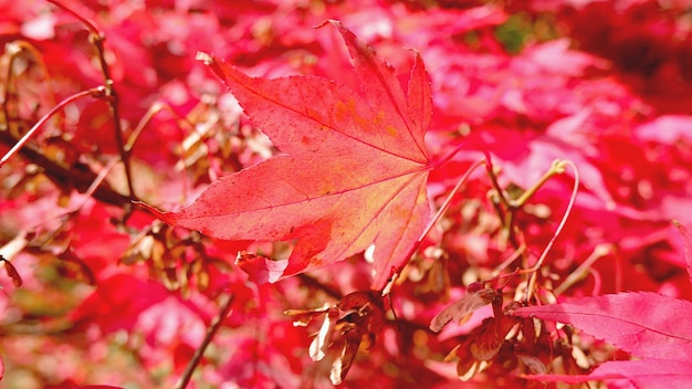 Photo vue rapprochée des feuilles d'érable rouge