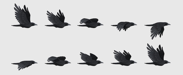 Последовательность мухи вороны Черный силуэт летающего ворона движение крыла черной птицы для последовательности анимационных кадров 2d игровой актив Векторный изолированный набор